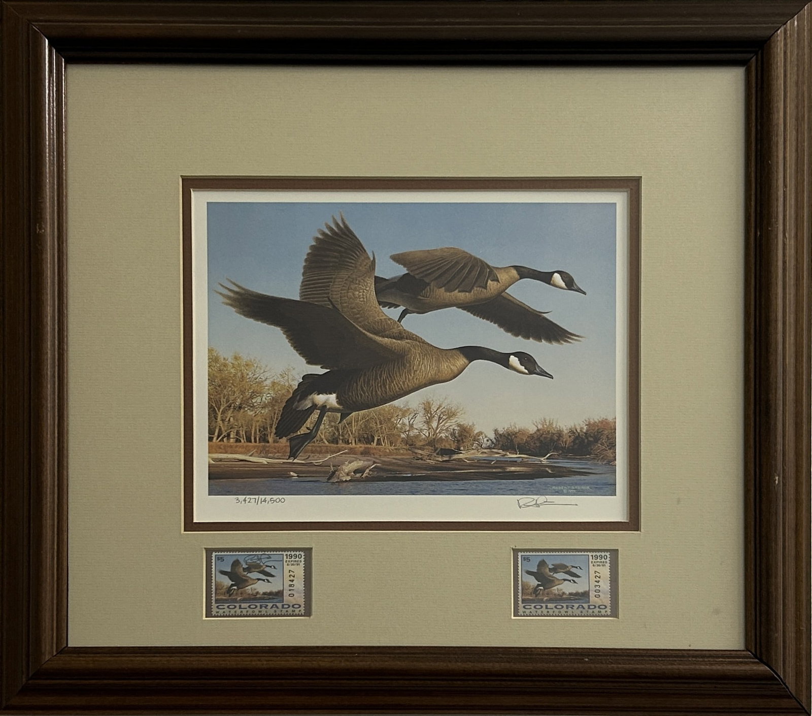 1990 COLORADO MIGRATORY WATERFOWL STAMP & PRINT BY ROBERT STEINER: Limited edition print featuring a pair of Canada geese in flight over a river landscape. Two Colorado Migratory Waterfowl stamps present, each mounted beneath the print. The print and stamps are profe