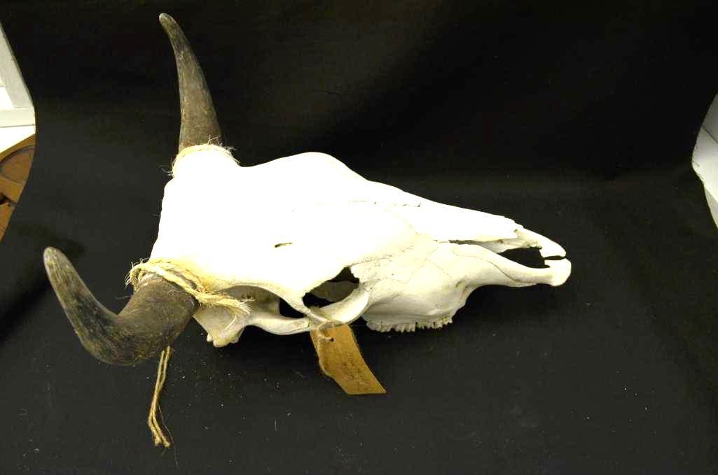 Cow skull (1 of 4)