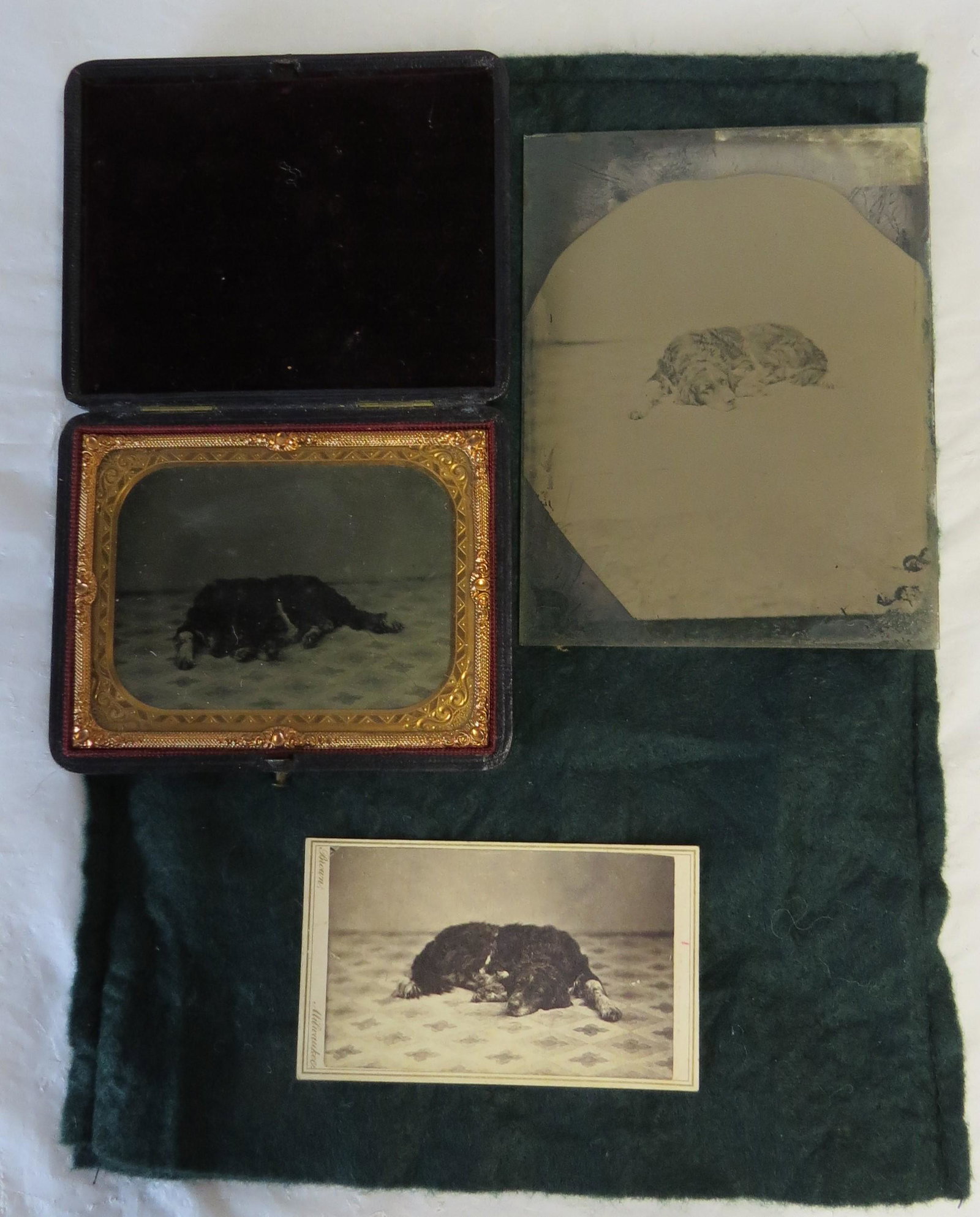 Photo Lot: Three antique photos of "Bruno" the family dog, one glass plate negative 4 ½ x 5 ½", one quarter plate ambrotype in leather case, one carte de visite inscribed on reverse "Bruno" Died Ja