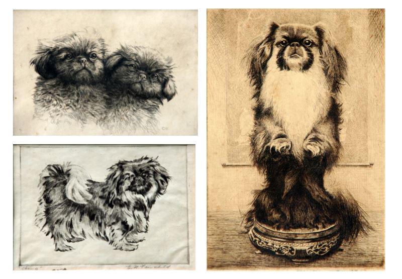 Various Artists: Lot of Three: Pekinese Dog Portraits, 20th Century, Etchings (all). A. Charles Snedlow 7" x 9", Signed Lower Right. B. Elizabeth Nelson Fairchild (b. 1910), 5" x 7", Signed Lower Right C. Artist's nam