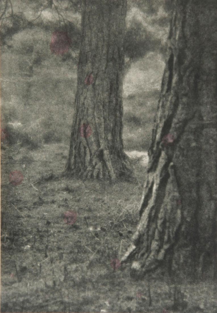Wil A. Cadby (b. 1866): "Under the Pines", 1904, Photogravure from Camera Works, 7.25" x 5" (image).