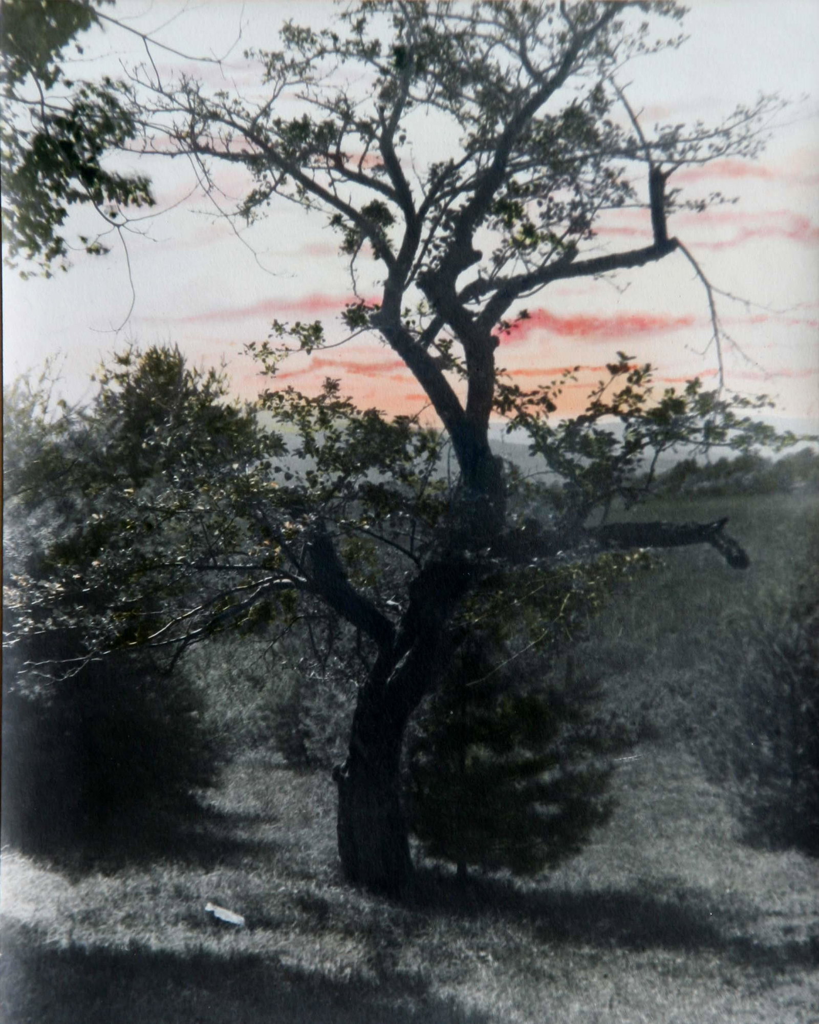 Kueg (?): "The Old Apple Tree", c. 1920, Hand Tinted Photo, 10" x 8", Signed Lower Right (indistinctly).