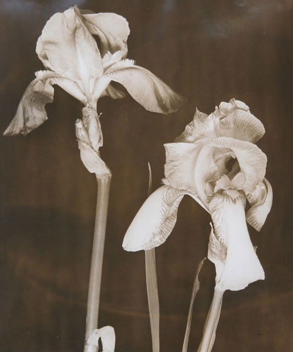 Konrad Cramer: Name: Konrad Cramer Artist Date: 1888-1963 Title: Iris Date of piece: Medium: photograph silver gelatin print Edition: Signature: Estate Stamp Size: 9.5x7.5 Framed: Yes Note: signed on verso by artist