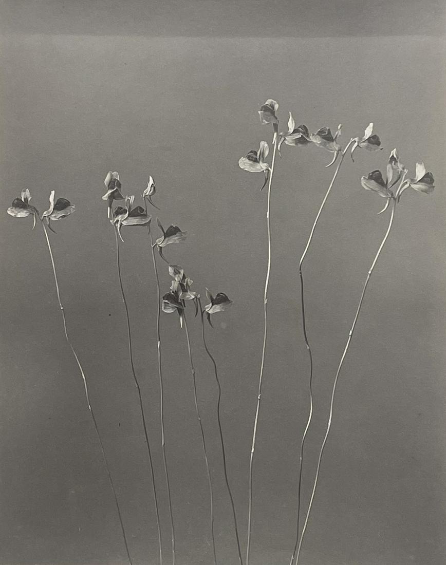 Edwin Hale Lincoln (1848 - 1938): "'Utricularia Cornuta Bladderwort' from 'Wild Flowers of New England'"; c. 1910; Platinum Print; 9.25" x 7.25"; Unsigned; Unframed; Provenance: From the Estate of Marcuse â€œCusie” Pfeifer (