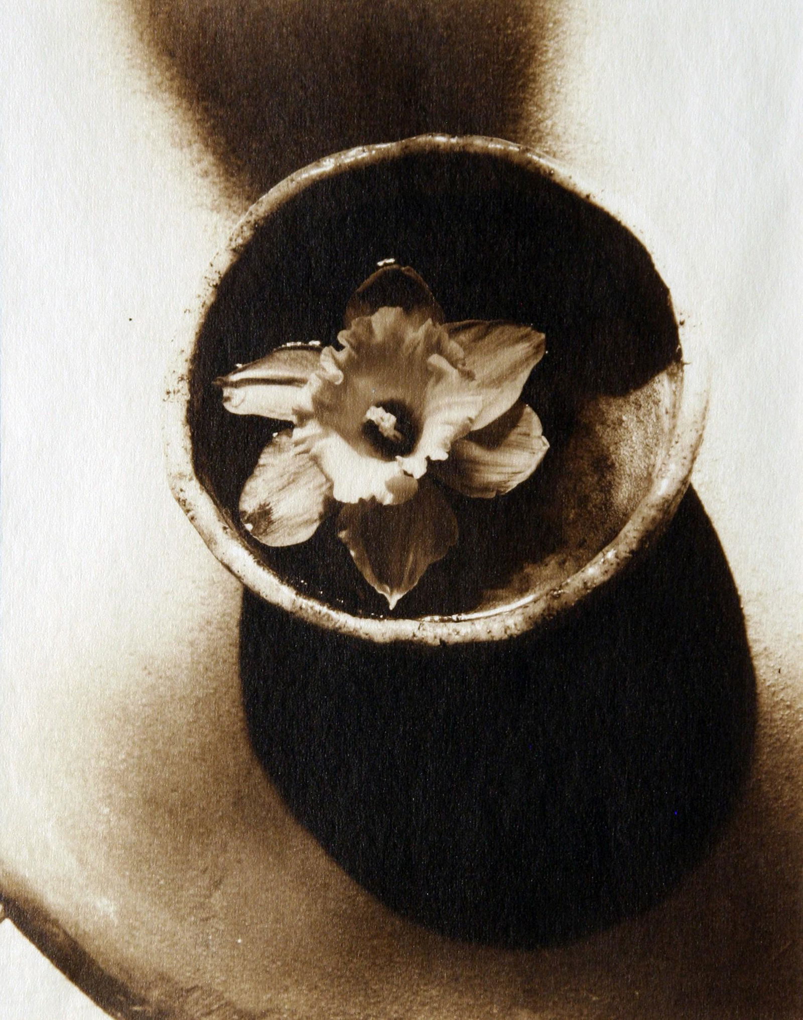 Robert J. Steinberg (b. 1948): "Dafodil"; 1979; Albumen Print; 9.5" x 7.5"; Signed Lower Right; Unframed; Provenance: From the Estate of Marcuse â€œCusie” Pfeifer (1936 - 2020).