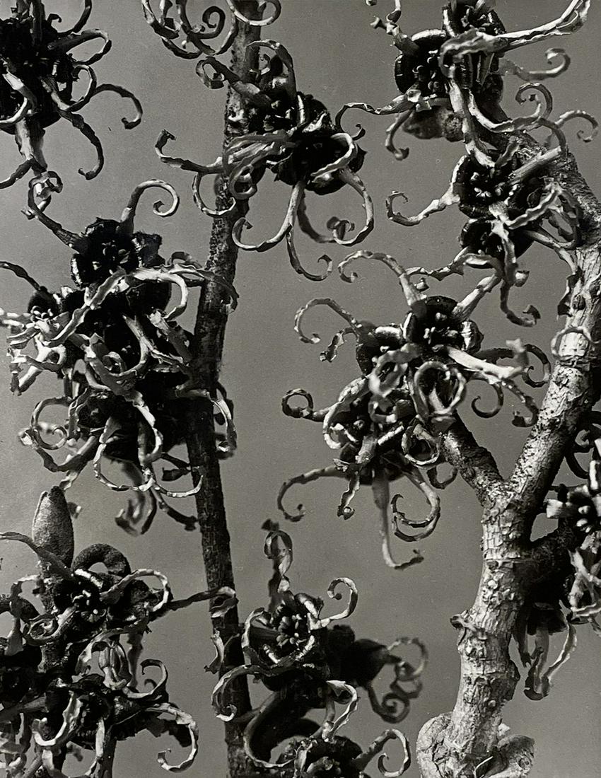 Karl Blossfeldt (1865 - 1932): "Hemomelis japonica"; printed 1977; Gelatin Silver Print; 10" x 7.75"; Unsigned; Unframed; Note: "Galerie Wilde Koln" stamp on verso; Provenance: From the Estate of Marcuse â€œCusie” Pfeifer