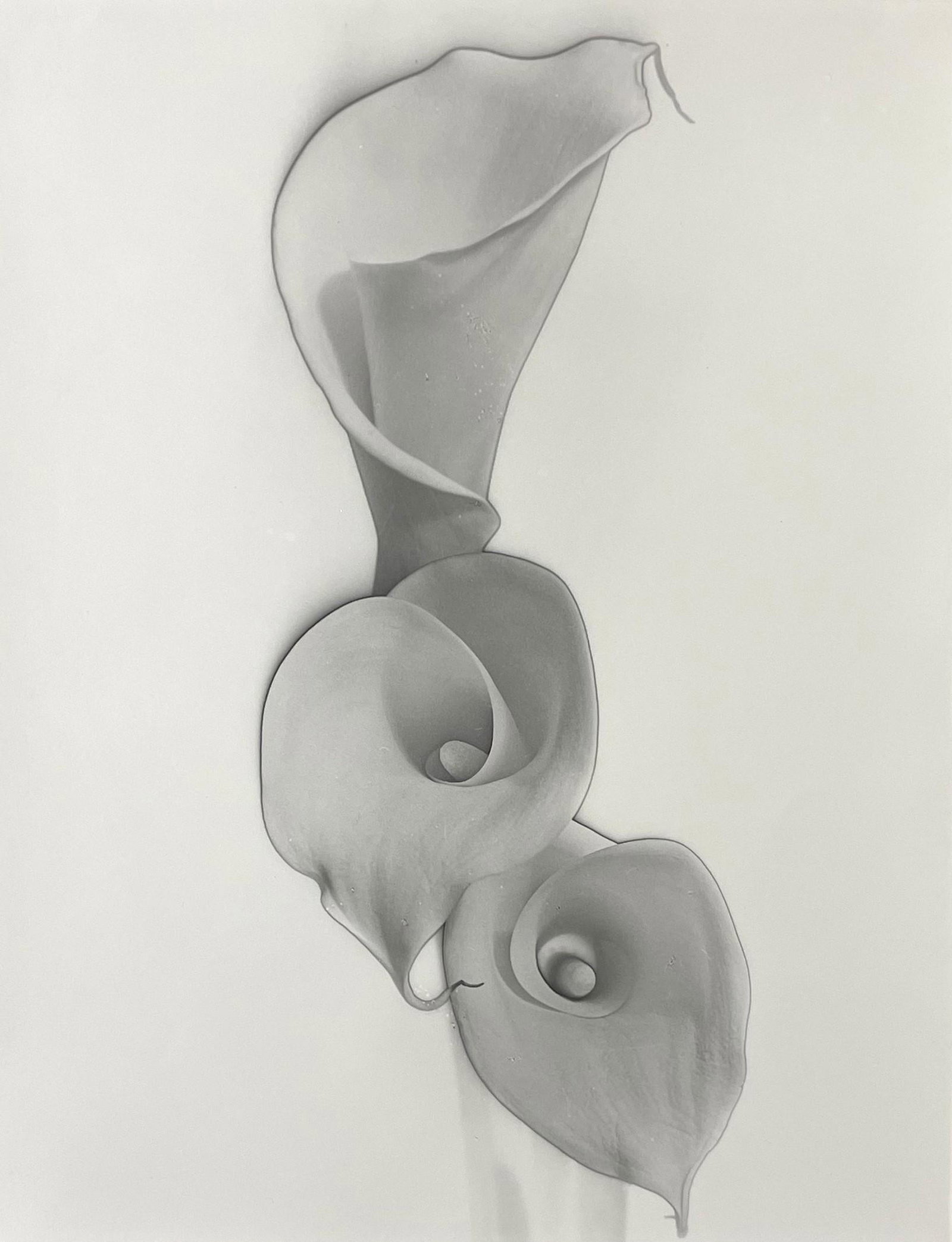 Carlotta Corpron (1901 - 1988): "Calla Lillies"; 1987; Gelatin Silver Print; 12.5" x 9.5"; Signed Lower Left (under matte); Unframed; Provenance: From the Estate of Marcuse â€œCusie” Pfeifer (1936 - 2020).