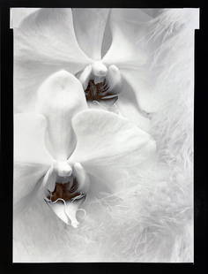 Olivia Parker (b. 1941): "Orchids and Feathers"; 1976 (printed 1978); Silver Gelatin Print; 6.5" x 4.625; Signed Lower Left; Unframed; Provenance: From the Estate of Marcuse "Cusie" Pfeifer (1936 - 2020).