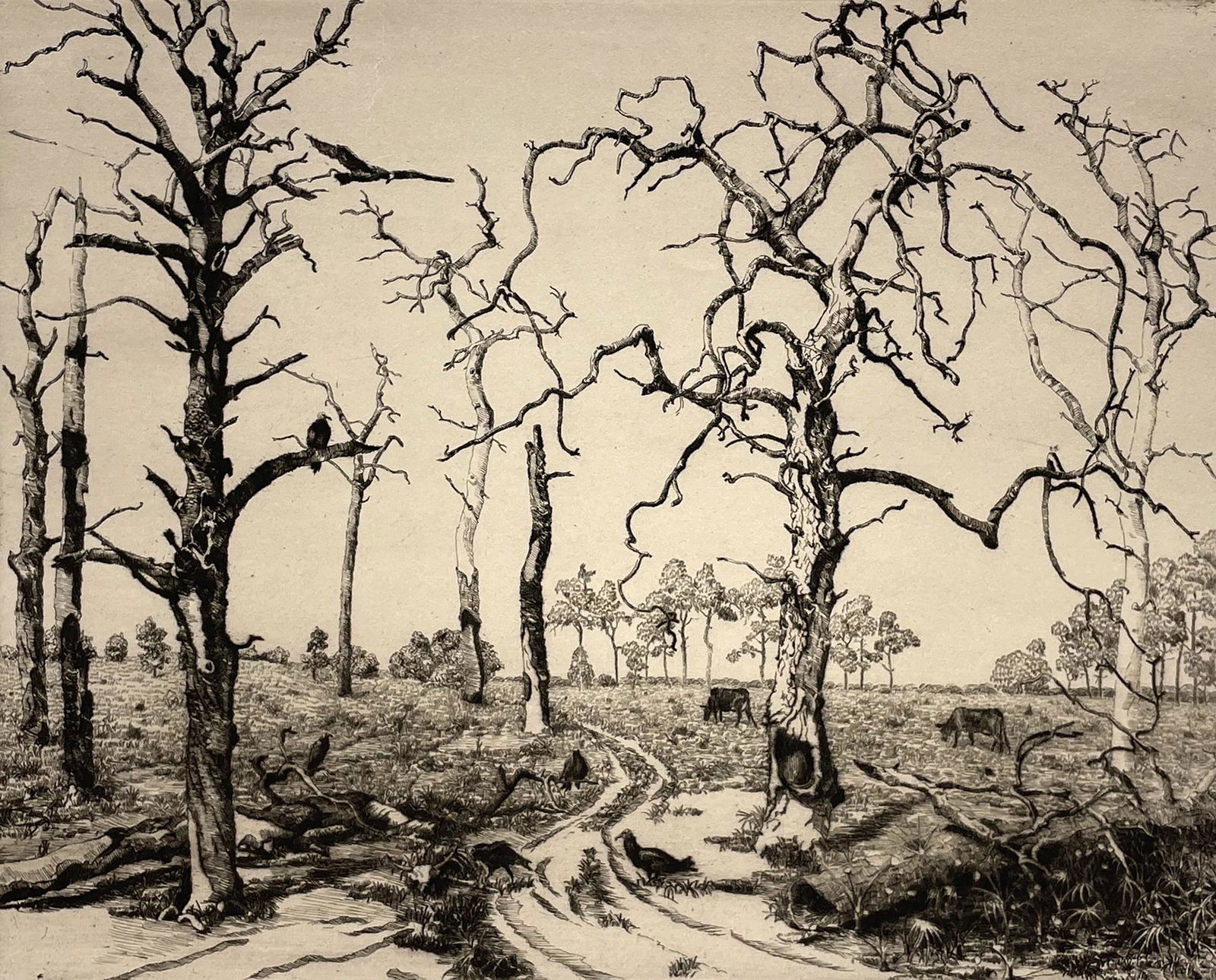 Walter Ronald Locke (1883 - 1949) (1 of 6)