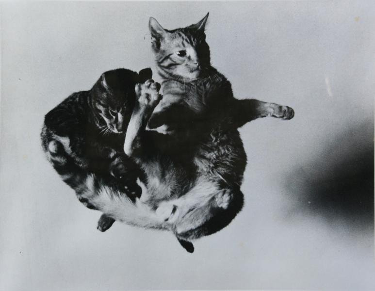 Barbara Morgan (1900-1992): Tossed Cats, 1942, Gelatin Silver Print, 12" x 15", Signed Lower Right, Framed. Accompanied by Barbara Morgan book with Tossed Cats included.