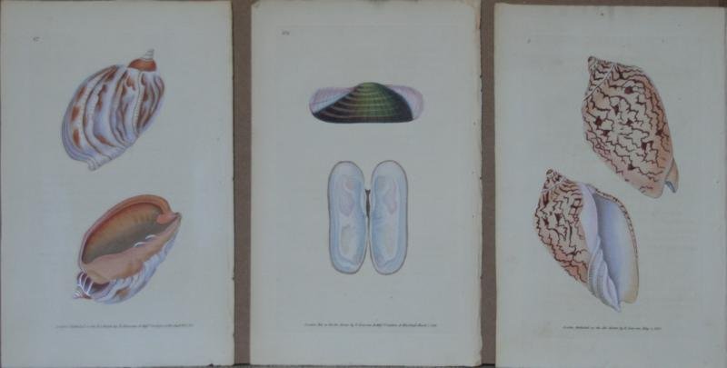 Unknown: LOT OF 3: Naturalist Prints - Shells: A. Plate #4 B. Plate #67, C. Plate #106, 1825, Hand Colored Engravings, 9" x 5.5" All, NA. Exquisite. Publisher E. Donovan & Simpkin, Marshall - London, All