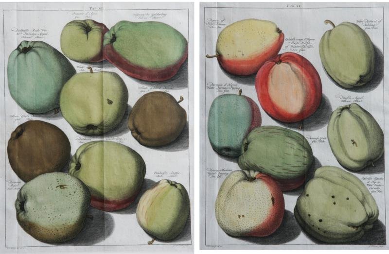 Unknown French (1 of 7)