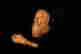 item-97556438=10