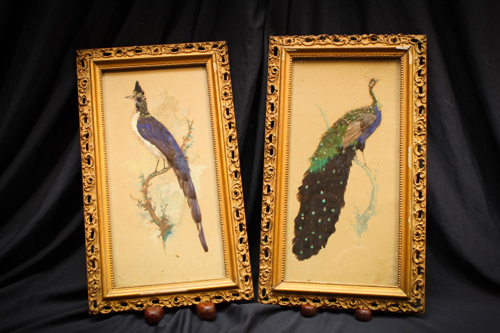 Pair Victorian Feather Bird Pictures (1 of 6)