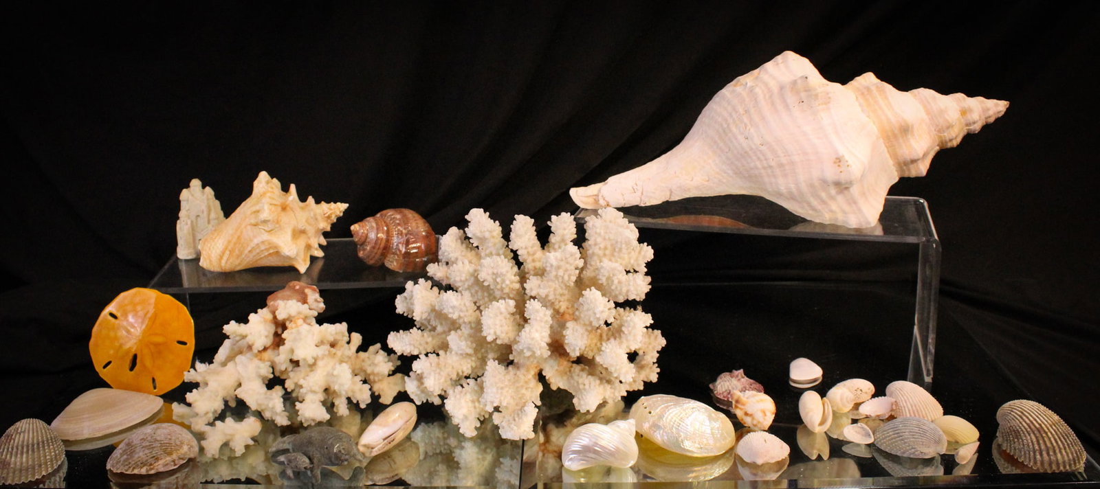 30 pc "Under the the Sea" Shells & More Lot: Lovely collectible lot of "Under the Sea" collectibles including a wide assortment of shells and such along with two figurines.