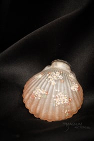 Mt. Washington Victorian Flemish Cockle Shel Salt Shaker