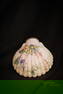 Mt. Washington Glass Victorian Cockle Shell Salt Shaker