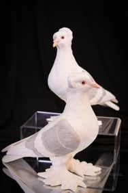 Pair of 8" Boehm Porcelain Tumbler Pigeons