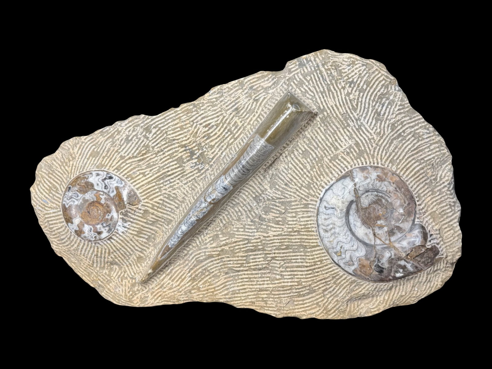 Polished Fossil Matrix Plaque with Marine Life: This is a polished fossil matrix plaque containing prehistoric marine life, including orthoceras in the center and ammonites in either corner. It is a large specimen, weighing in at approximately 18 p