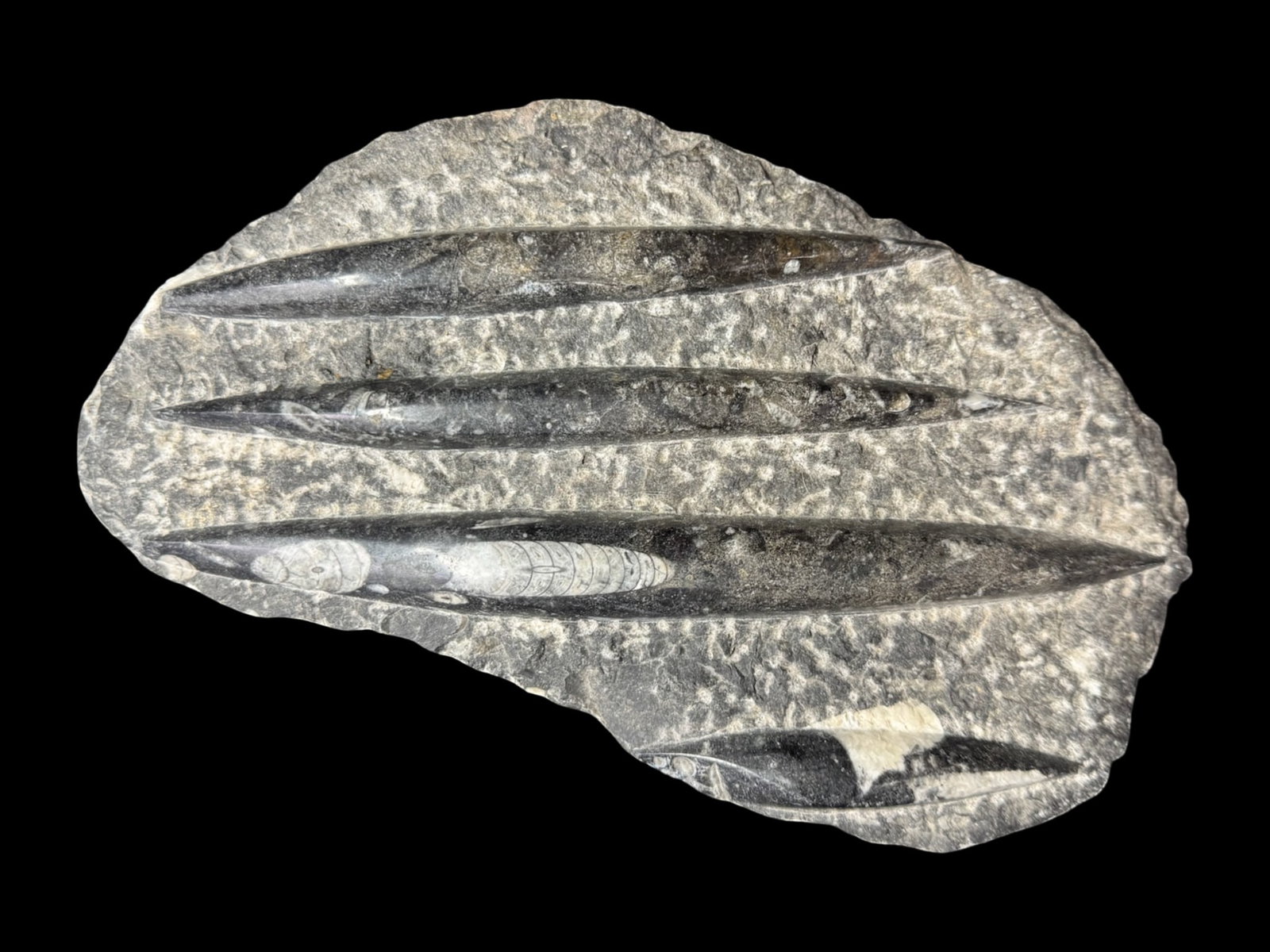 Polished Orthoceras Fossil Plaque (1 of 3)