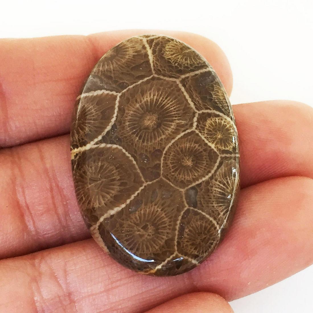 Oval Moroccan Fossil Coral flat cabochon 54.15 cts (1 of 3)