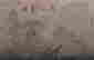 item-105478007=4