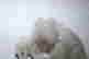 item-107221046=9