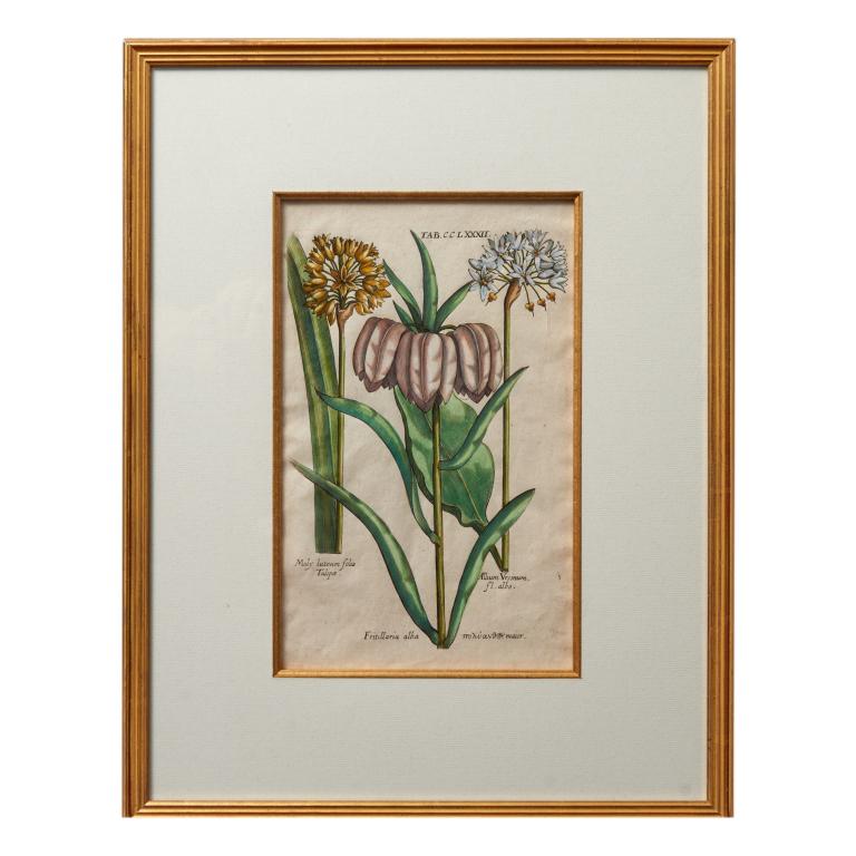 German hand colored copper botanical engravings (1 of 3)