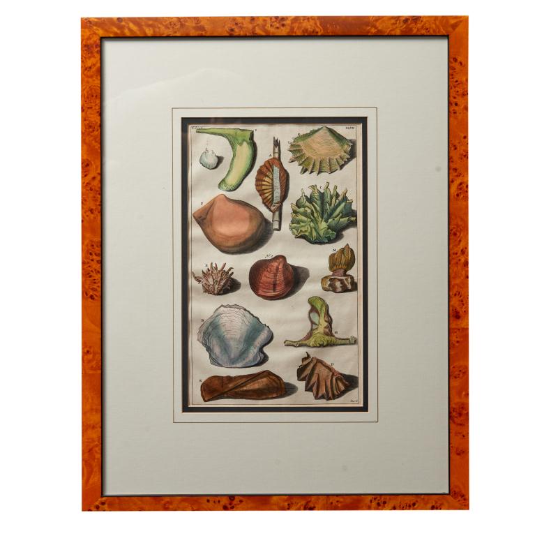 Polychrome Hand Colored Prints of Mollusk (1 of 2)