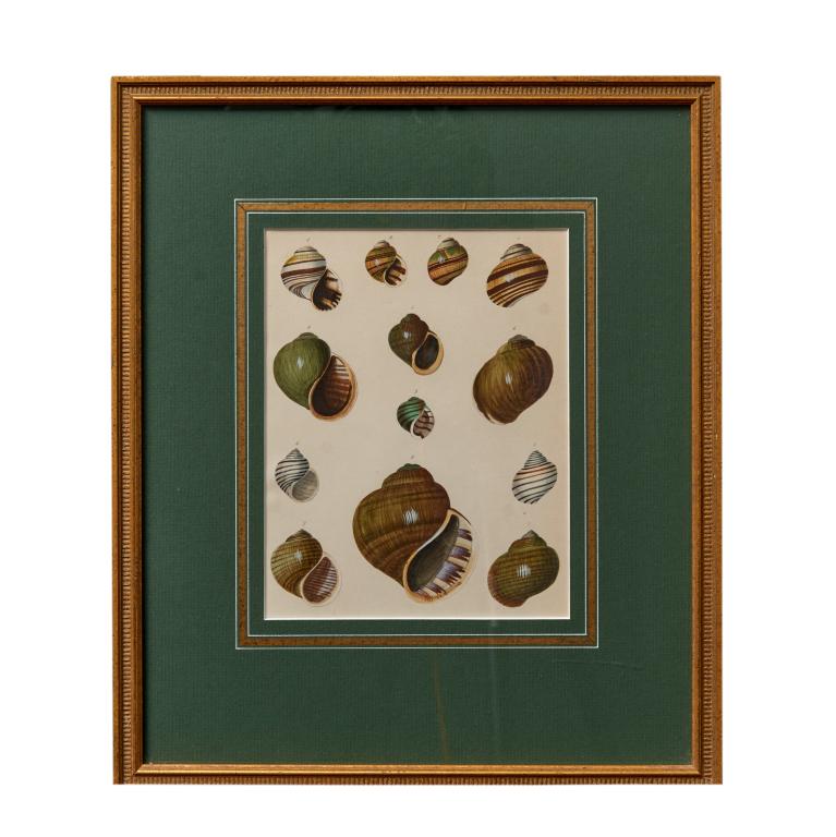 Polychromed Hand Decorated Escargot Shells Prints (1 of 2)