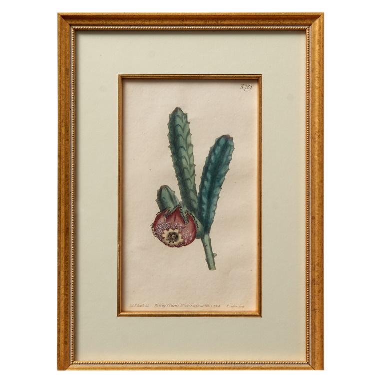 Set of Three Early 19th Century Curtis Engravings (1 of 3)