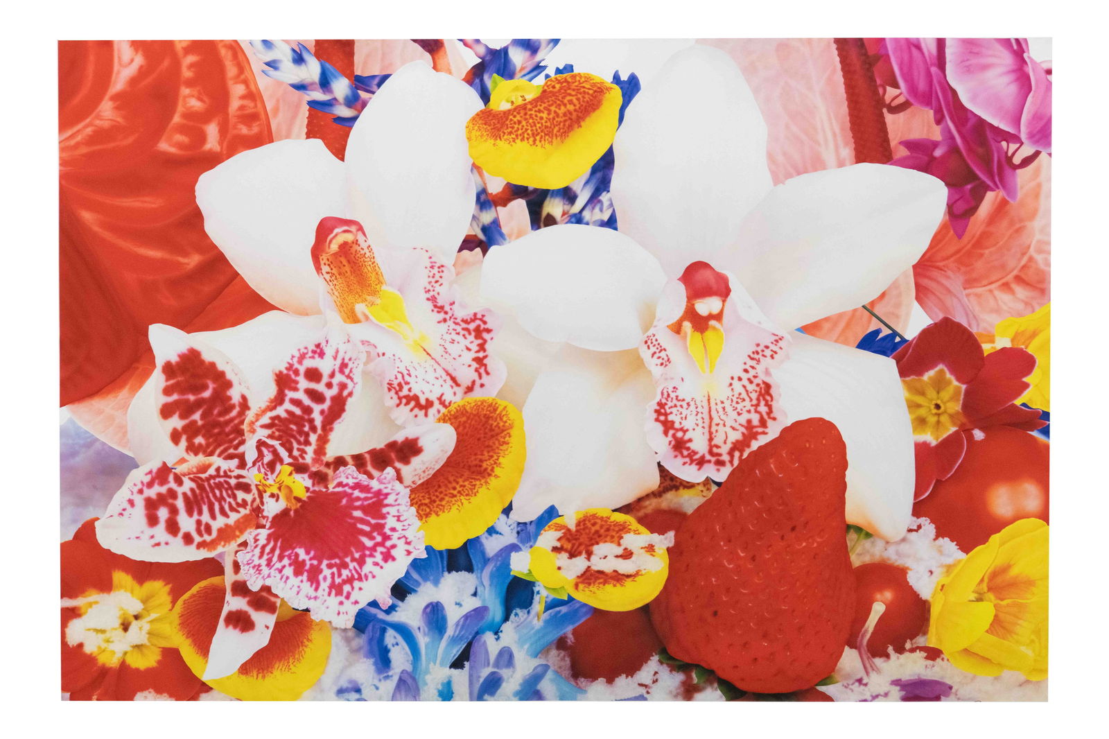 Marc Quinn, 1964, Kuma Mela, Screen Print