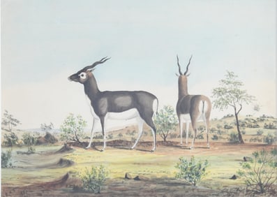 H E, Black Buck