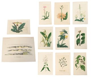 Group 1924 Botanical Studies & 1904 Mississippi River Engravings