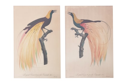 After Jacques Barraband, Le grand Oiseau de Paradis Emeraude No 1 & No 4,  Jacques Louis Perée