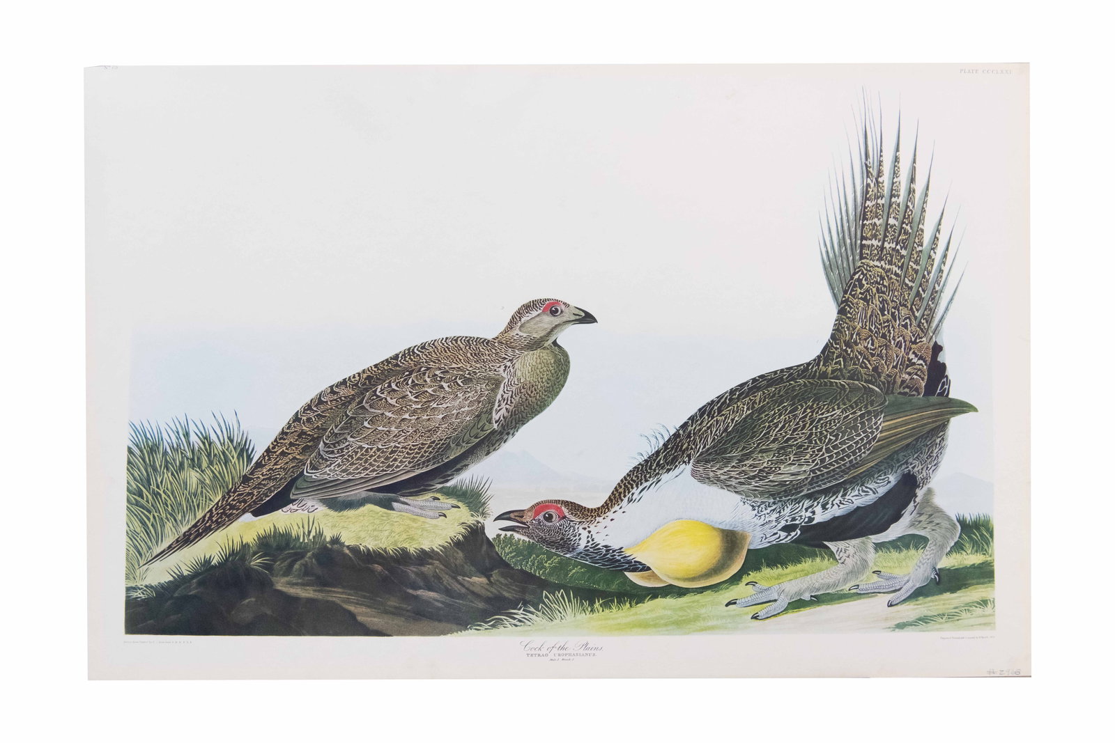 After John James Audubon, France 1785-1851, Cock of the Plains, Havell Edition, Hand-colored: After John James Audubon France, 1785-1851 Cock of the Plains, Havell Edition Hand-colored engraving and aquatint Cock of the Plains, Plate CCCLXXI, The Birds of America, by Robert Havell. Top left in