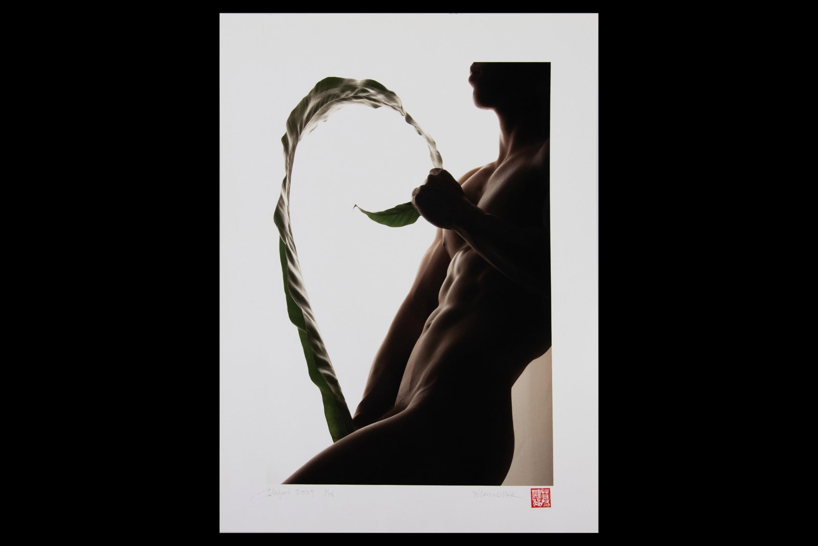 Marcus Mok, Unfurl 2009 1/15, Photograph (1 of 6)