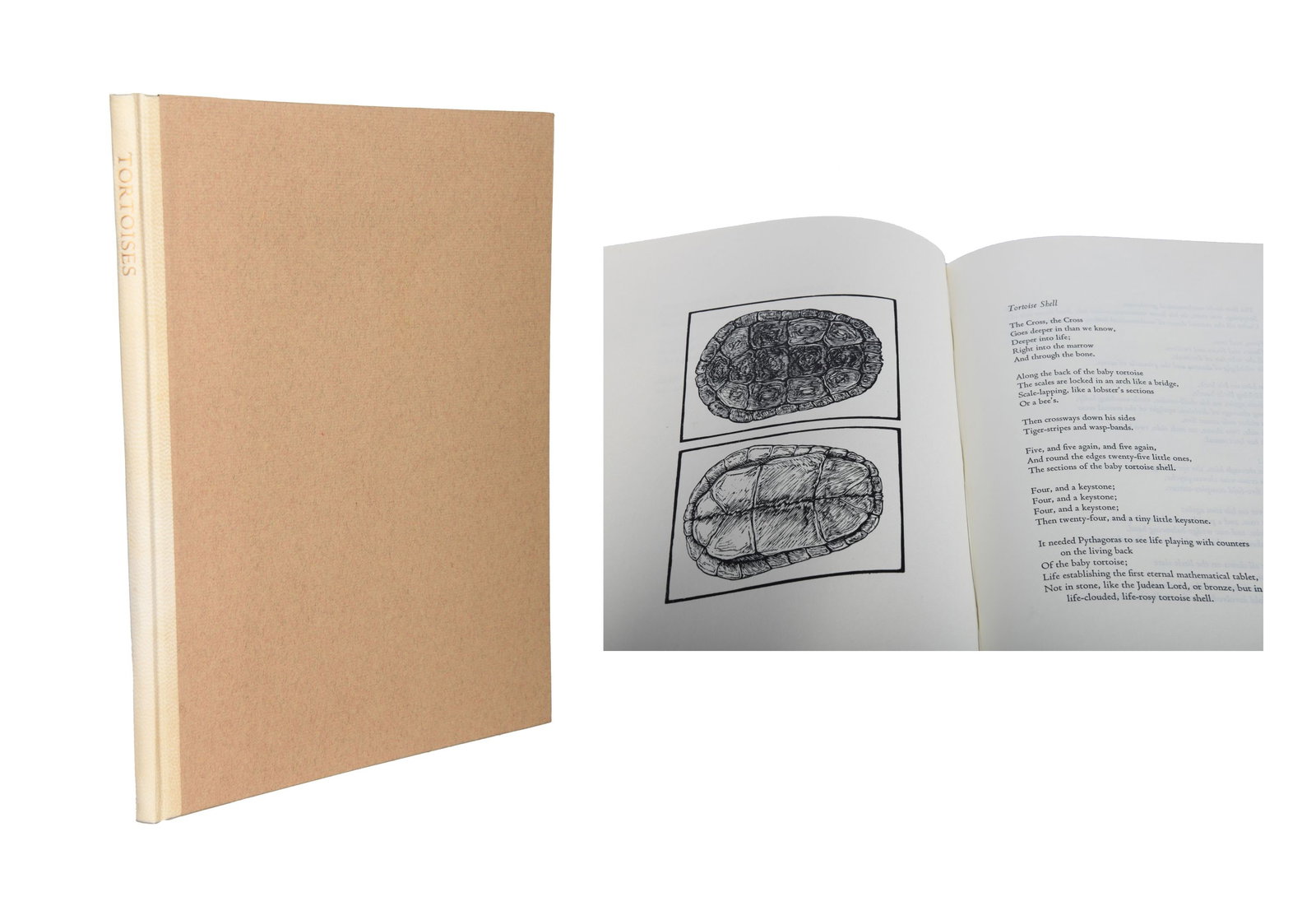 Alan James Robinson, Tortoises (1 of 6)