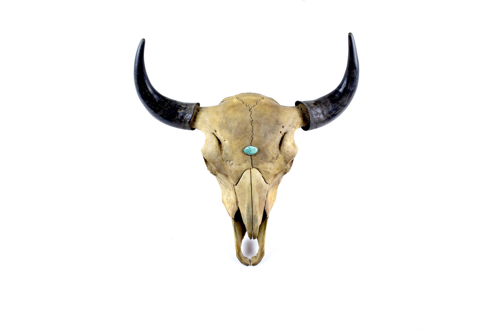 Bison Skull Having a Mounted Silver Turquoise (1 of 7)