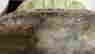 item-131437006=13