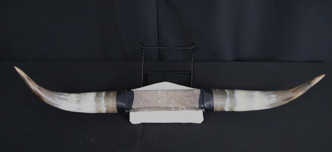 Mounted Cattle Horns 26 inches Tip to Tip (1 of 4)