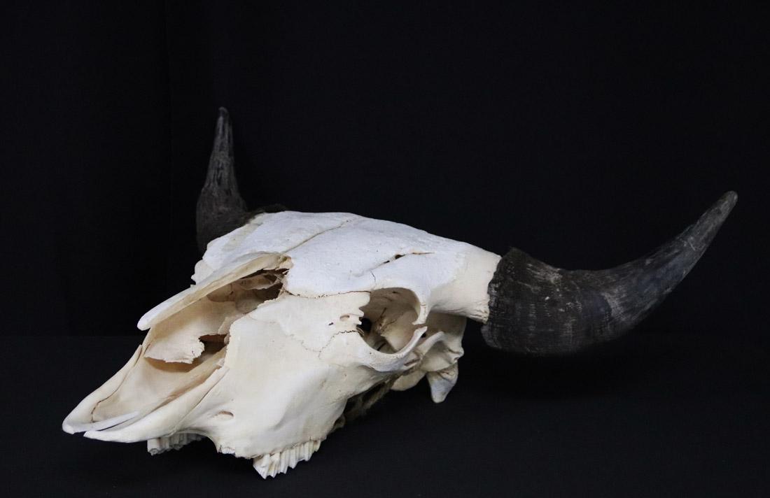 Cattle Skull With Horns (1 of 7)