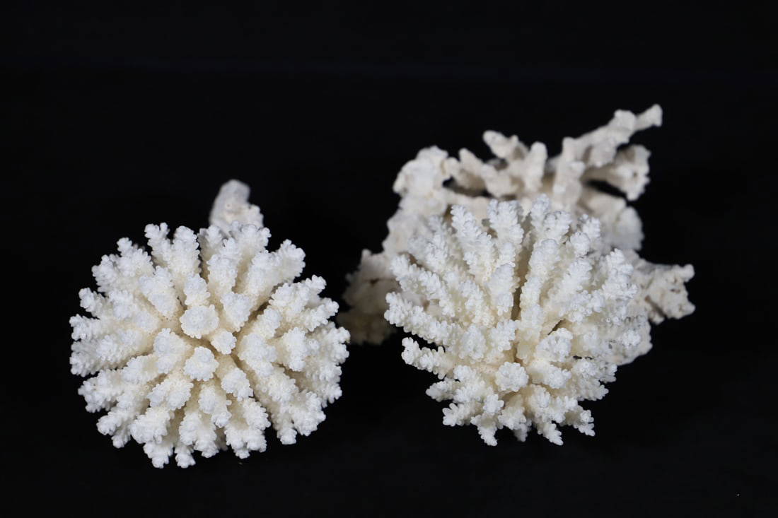Coral Auction