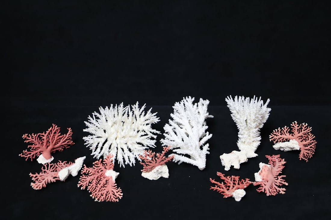 Coral Auction