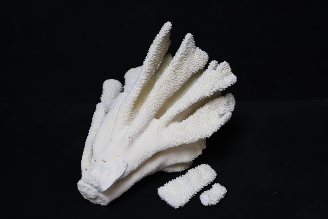Coral: Large piece of branching coral; From the private collection of a U.S. military officer stationed in the Pacific, circa 1960-1980; See photos for size reference