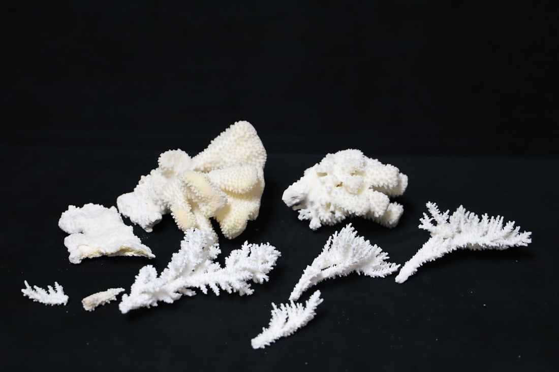 Coral: Assortment of coral, including branching and finger coral varieties; From the private collection of a U.S. military officer stationed in the Pacific, circa 1960-1980; See photos for size reference