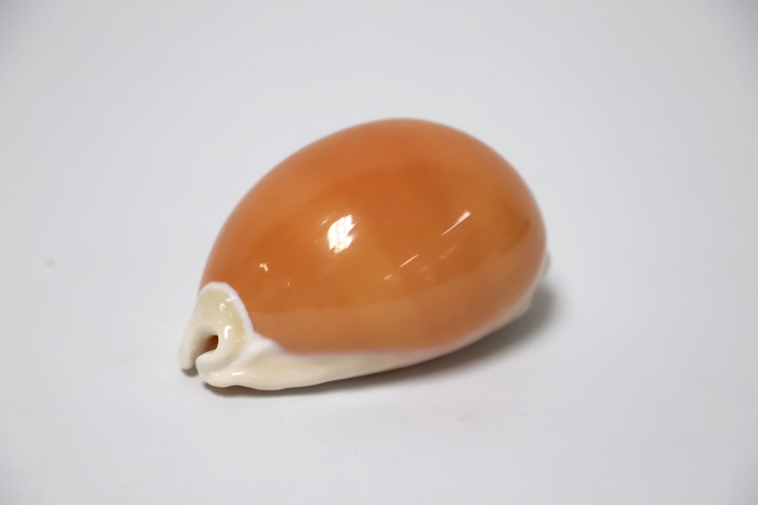 Golden Cowrie Shell (1 of 3)