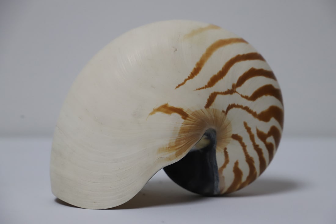 Nautilus Shell (1 of 3)