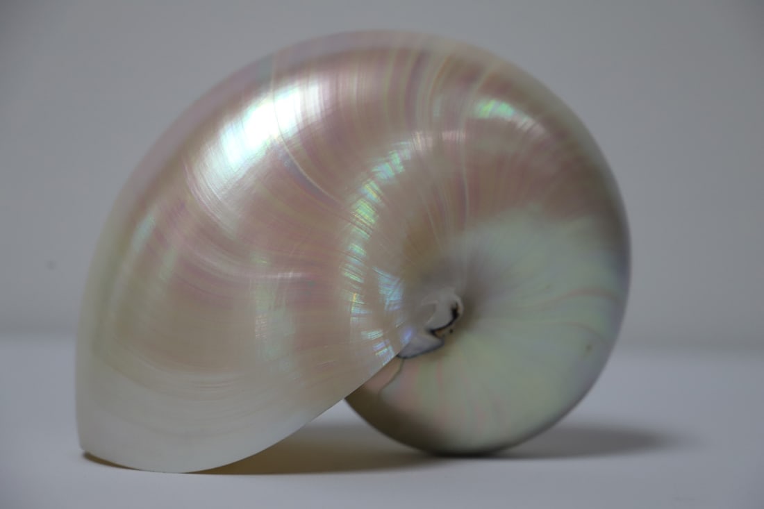 Nautilus Shell (1 of 5)