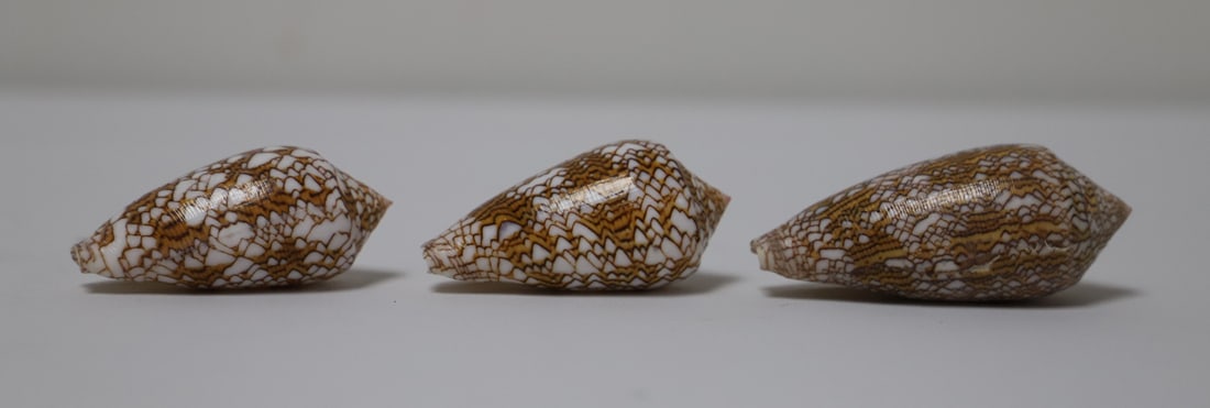 Cone Shells: Three tropical cone shells; From the private collection of a U.S. military officer stationed in the Pacific, circa 1960-1980. See photos for size reference